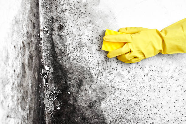 Attic Mold Removal in Waverly, IL